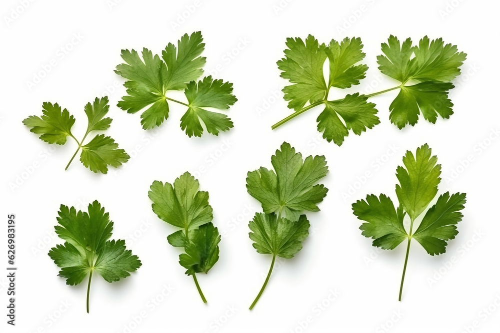 Coriander leaves isolated on white background.Generative Ai. Coriander leaves isolated on white background.Generative Ai.
