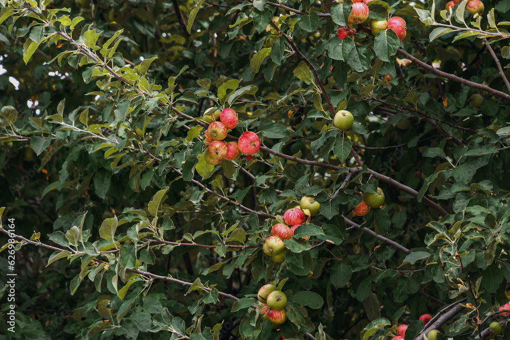 Apples on a branch. Green culinary apples growing on an old fruit tree. Red juicy apples hanging on a tree. A branch of an apple tree with several apples, fruit on a summer morning in the garden.