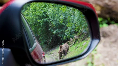 The brown bear filmed in Transfagarasan, Romania. A place that became famous for the large number of bears.