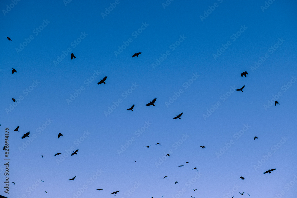 flock of birds in flying blue sky gradient flock of birds in flying blue sky gradient