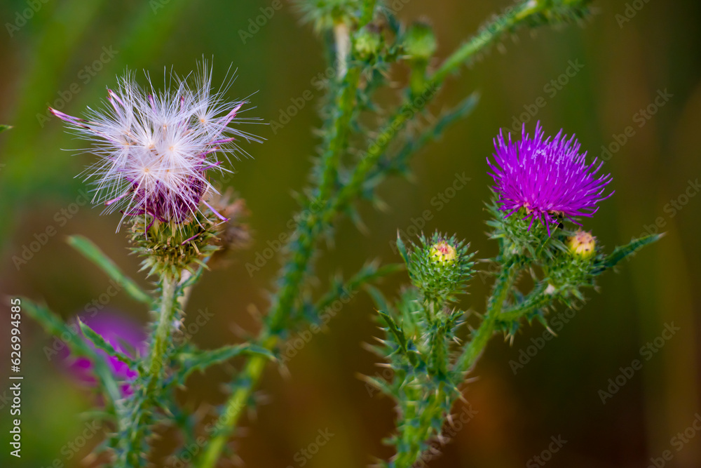 White seed and purple flower of thistle in the meadow White seed and purple flower of thistle in the meadow