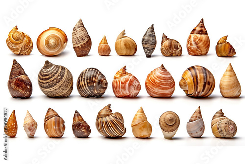 Set of various mollusk shells isolated on white background.Generative Ai.