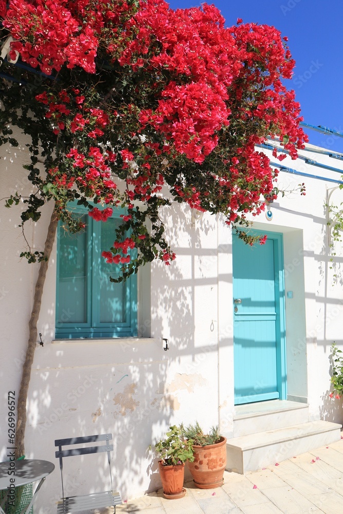 Fototapeta premium bouguainvillé, ile de paros