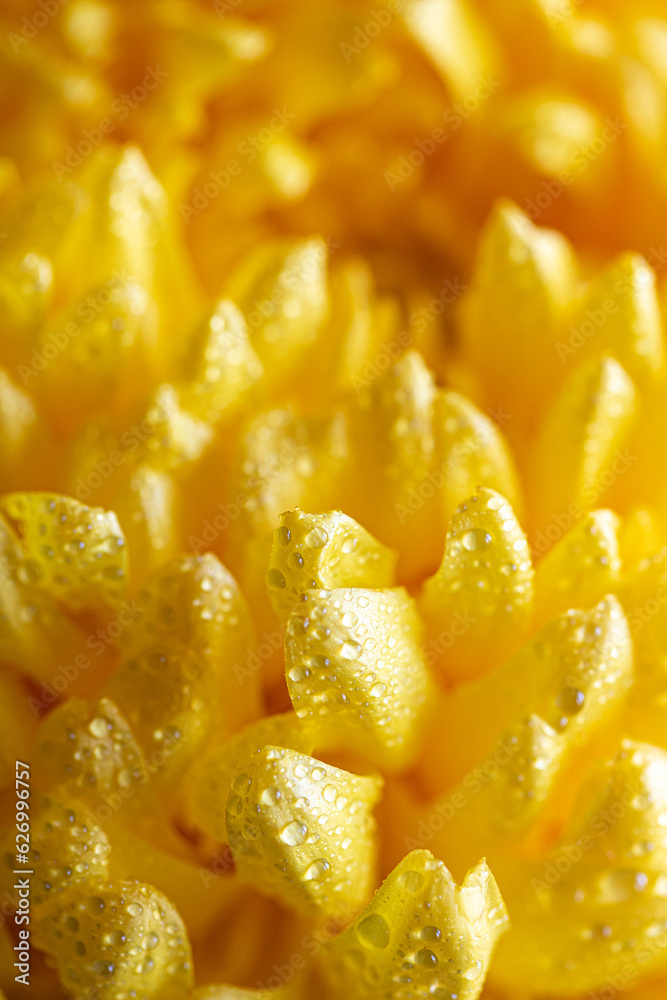 light closeup of yellow Chrysant flower. Large Chrysanthemum flower light closeup of yellow Chrysant flower. Large Chrysanthemum flower