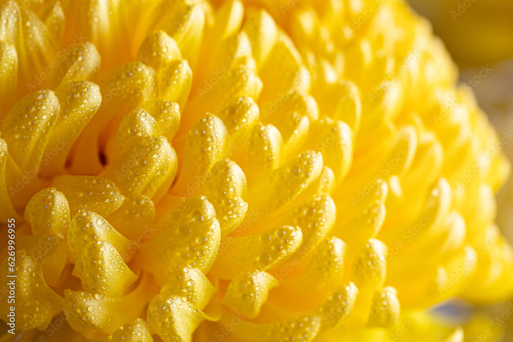 light closeup of yellow Chrysant flower. Large Chrysanthemum flower light closeup of yellow Chrysant flower. Large Chrysanthemum flower
