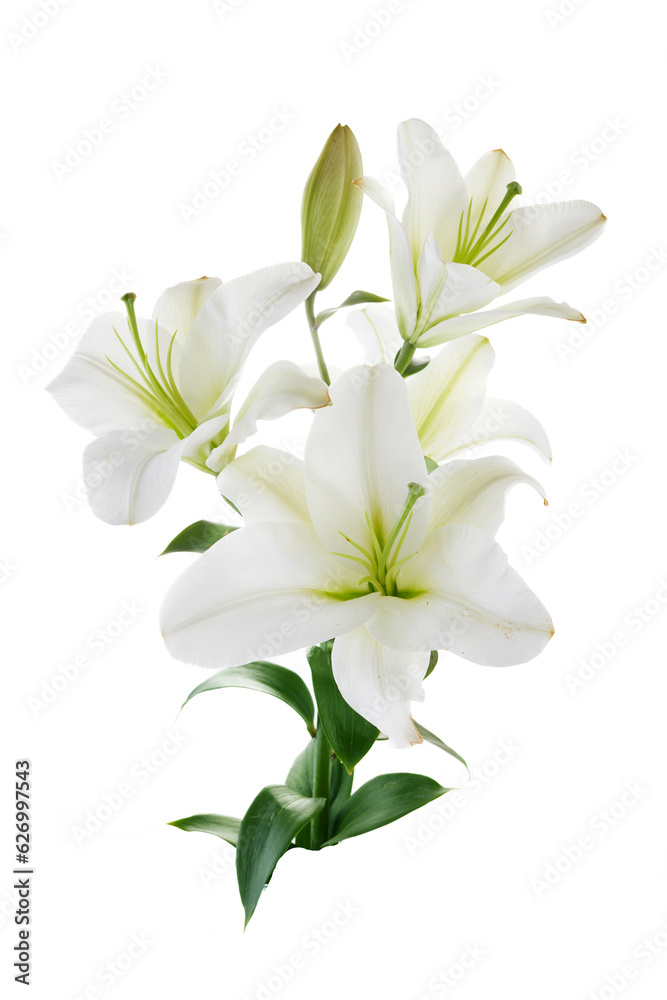 Fototapeta premium White lily flower isolated on a white background.