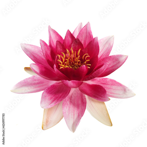 Lotus or water lily flower isolated on white background