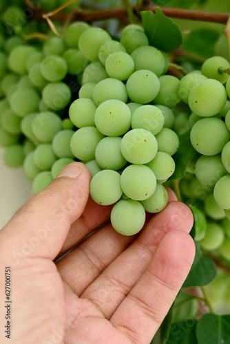 closeup the bunch green ripe grapes holding hand with vine and leaves on the sky background.