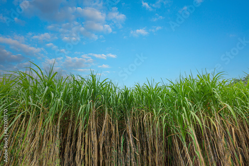 sugar cane farm,Road for the Sugar cane Field, thailand