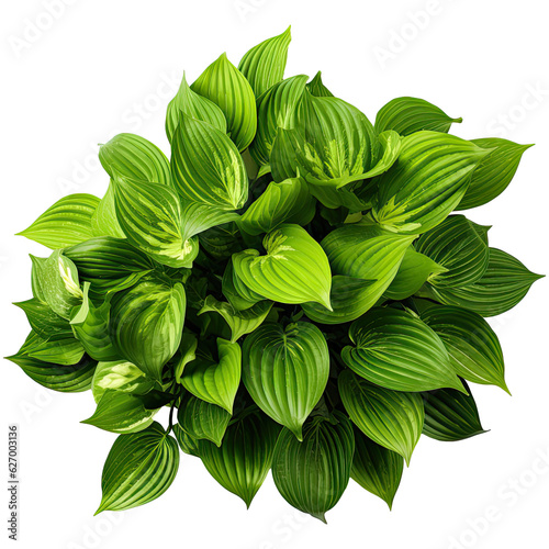 Hosta isolated on transparent background. Generative AI