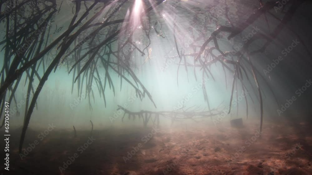 Sunlight pierces the dark shadows of a mangrove forest growing in Komodo National Park, Indonesia. Mangroves serve as vital nursery areas for fish and invertebrates. They also reduce runoff from land.