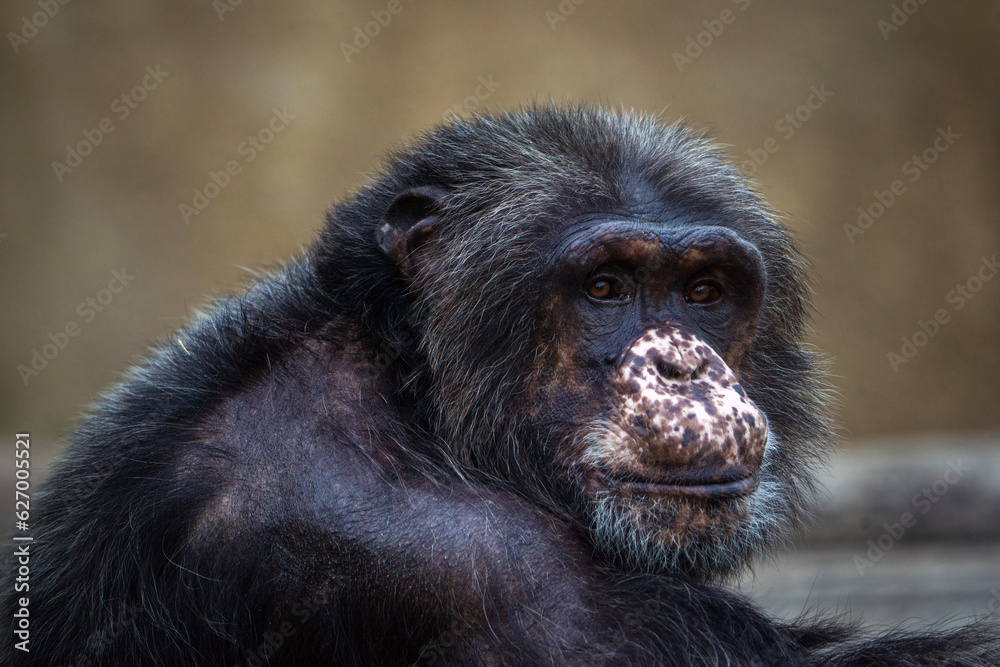 portrait of a chimpanzee in zoopark portrait of a chimpanzee in zoopark