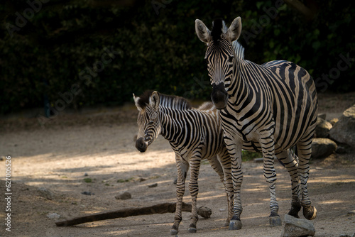 zebra with baby in zoopark