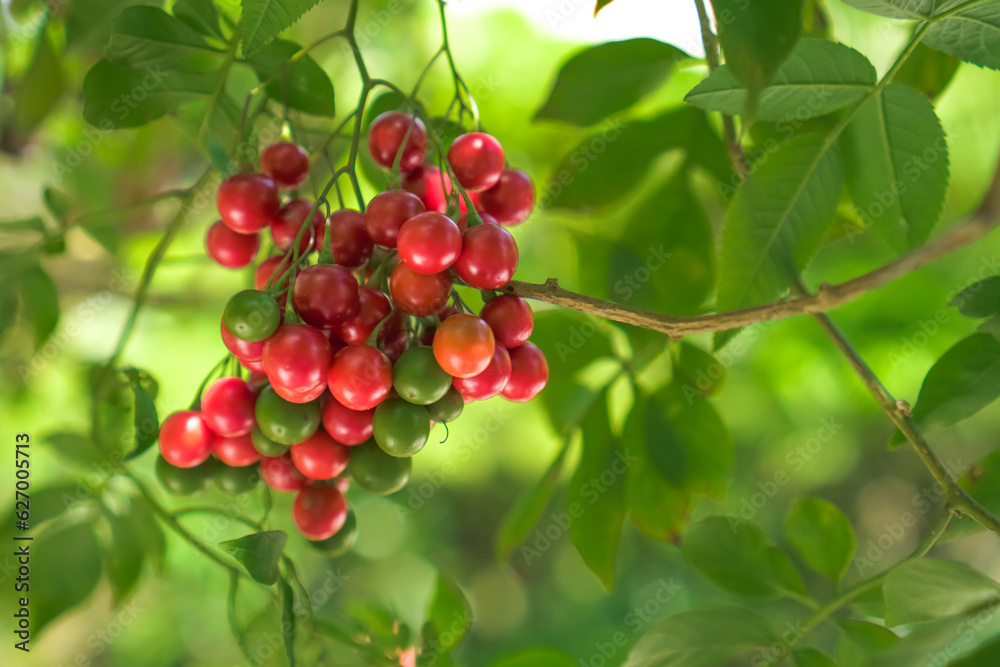 Close-up photo of Red berries on a branch in the garden in summer with bokeh backgrounds. Selective focus on garden berries.