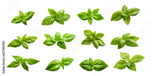 Fresh organic green basil leaf set transparent png background. Basil leaves png bundle