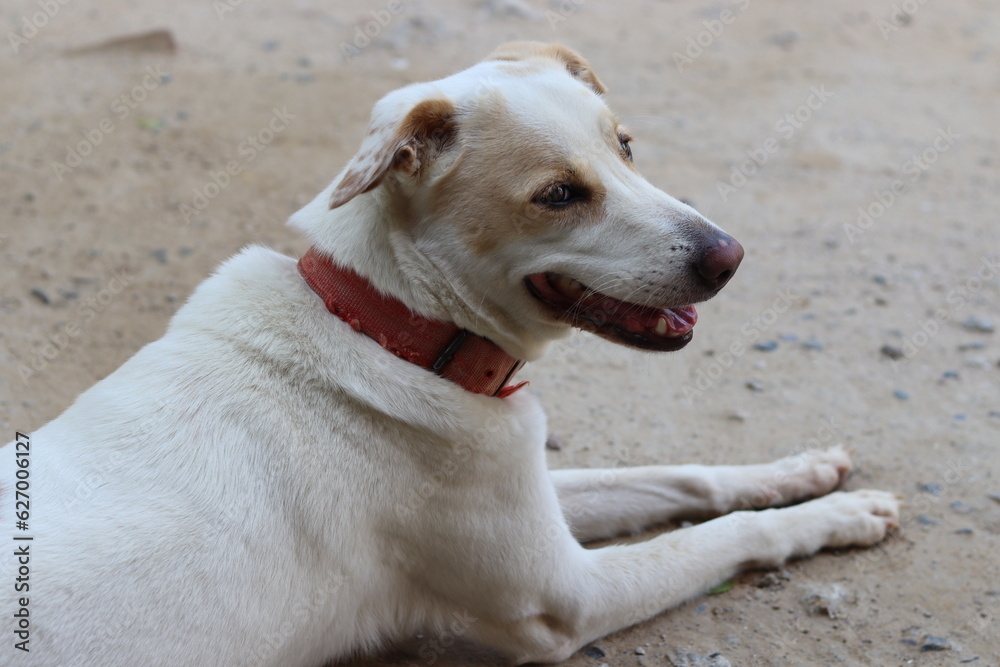Indian Pariha Street Dog lying on the road wearing red collar Indian Pariha Street Dog lying on the road wearing red collar