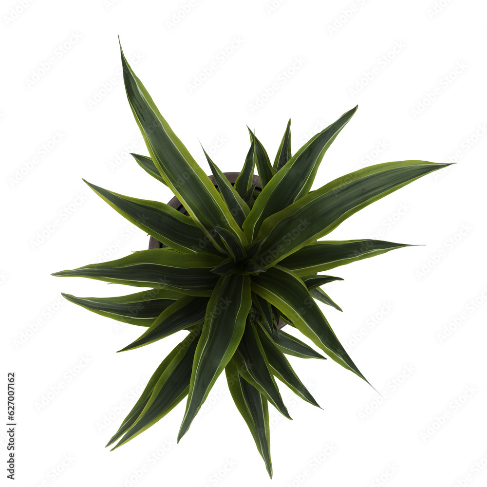 Plantas-Plants-Top view of product(Humanized plants) Plantas-Plants-Top view of product(Humanized plants)