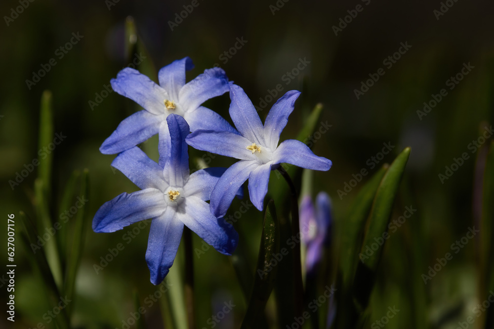 Purple flowers in green plants on a sunny spring day in the Palatinate Forest of Germany. Purple flowers in green plants on a sunny spring day in the Palatinate Forest of Germany.