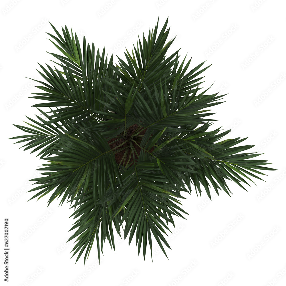 Plantas-Plants-Top view of product(Humanized plants) Plantas-Plants-Top view of product(Humanized plants)