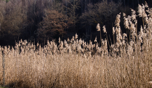 Light shining on reeds in field by Palatinate Forest on a sunny spring day near Kaiserslautern, Germany. photo