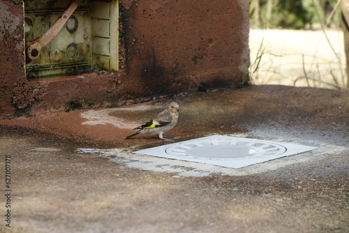 Bird looking for water