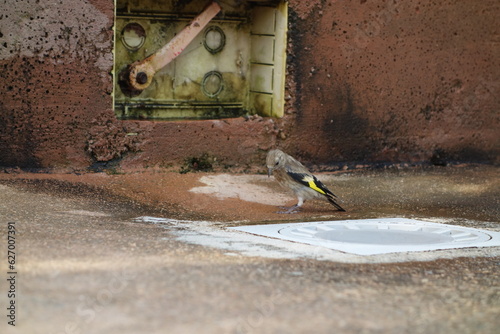 Bird drinking 2