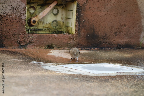 bird drinking 3