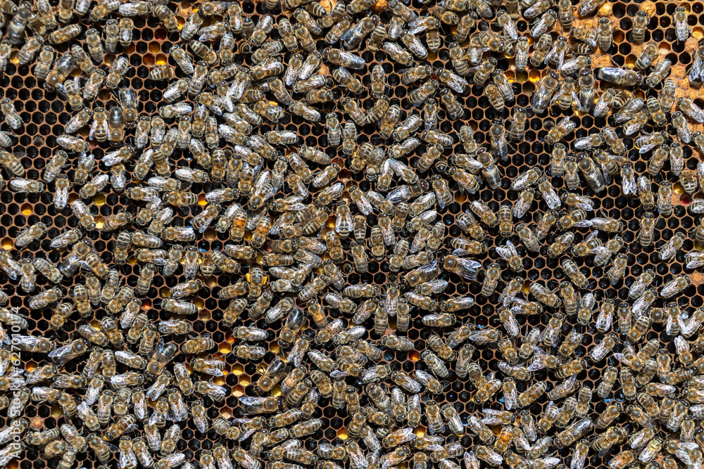 Colony of bees on honeycomb in apiary. Beekeeping in countryside. Wooden frame with honeycombs, closeup Colony of bees on honeycomb in apiary. Beekeeping in countryside. Wooden frame with honeycombs, closeup