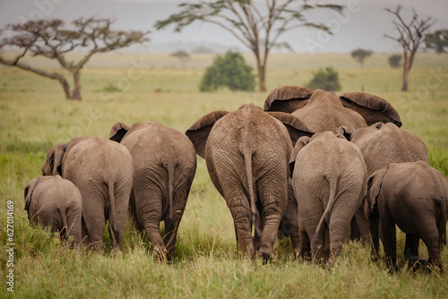 Photography Adorable elephant butts as a herd family walks away, taken in Serengeti National