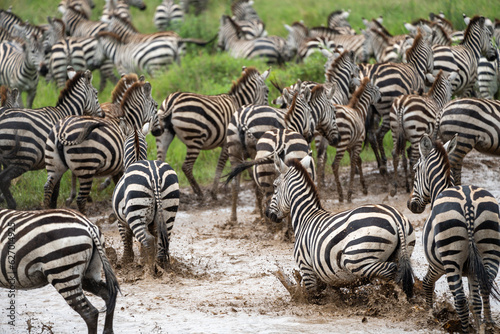 Photography Zebras splash through the muddy river - great migration - Tanzania Serengeti Nat