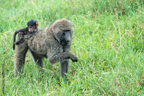 Baboon with infant baby on his back, while eating grass - Serengeti Tanzania
