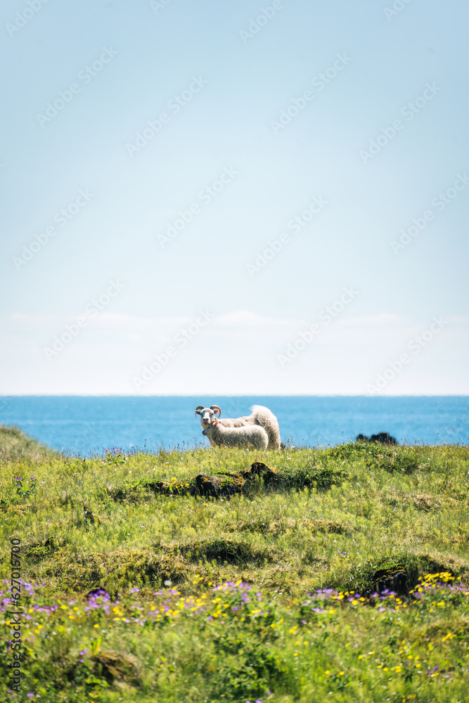 Family white sheep grazing in meadow on mountain pasture in countryside Family white sheep grazing in meadow on mountain pasture in countryside