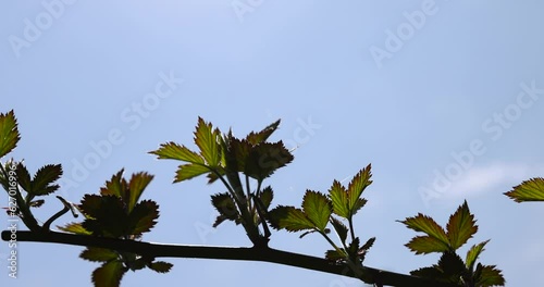 youngyoung blackberry leaves in the spring season, beautiful new blackberry bush leaves in sunny weather and with a blue sky blackberry leaves in the spring season photo