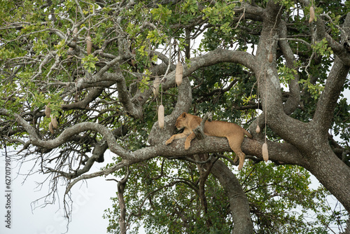 Lion sleeps in a sausage tree high above the Serengeti. Tanzania Africa