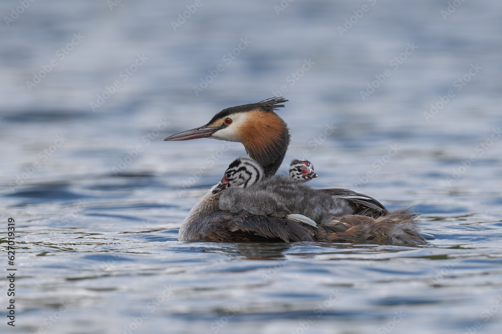 Great Crested Grebe and two young chicks out for a swim in Home Park