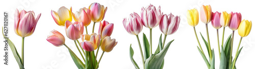 Set of pink and yellow tulips/flowers. Bouquet of pink and yellow tulips. Pink tulip close up. Isolated on a transparent background. KI. #627020167