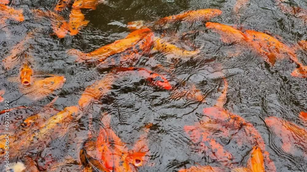 Goldfish in the pond - turbulent hustle and bustle during feeding Goldfish in the pond - turbulent hustle and bustle during feeding