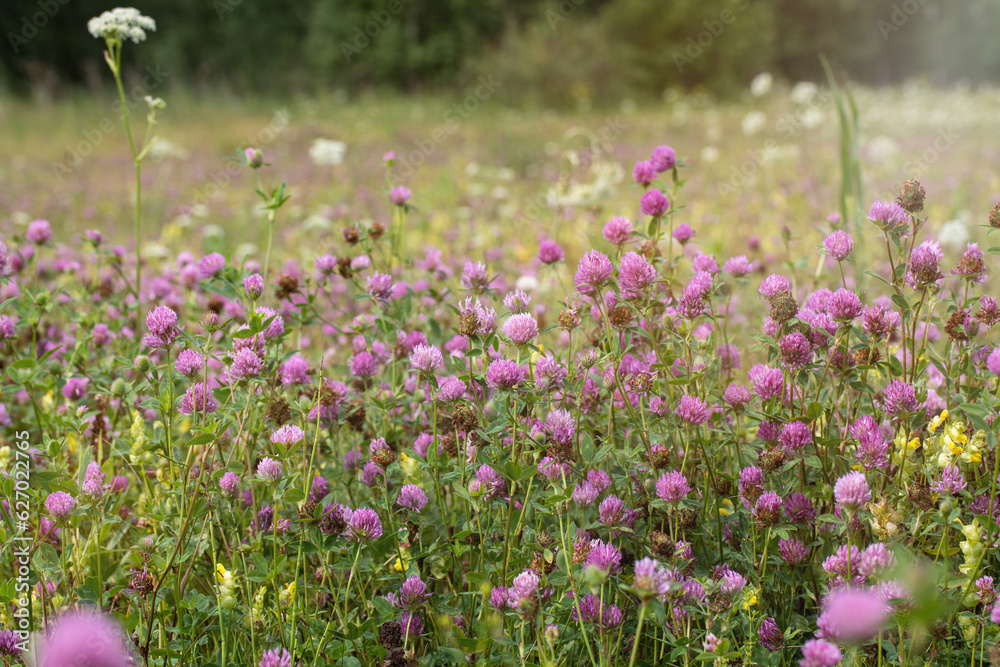Blooming red clover in the meadow, Trifolium flowers, selected focus.