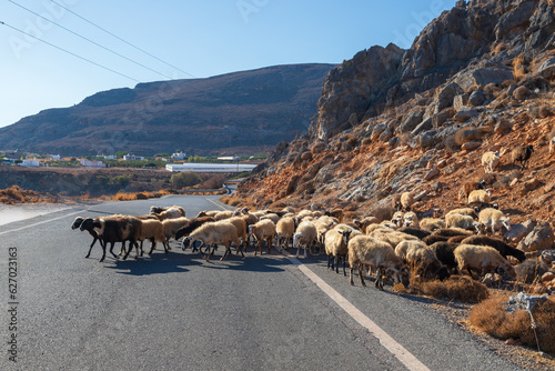 Fototapeta Naklejka Na Ścianę i Meble -  Animals on the road in Greece. Sheep on a stately road on the island of Crete.
