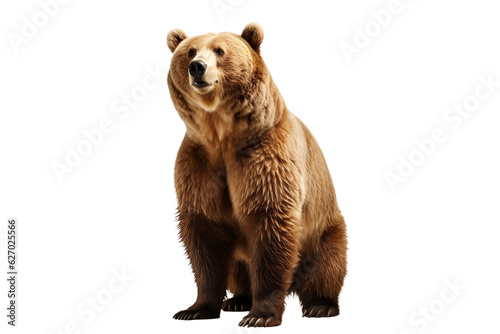 brown bear isolated on white background