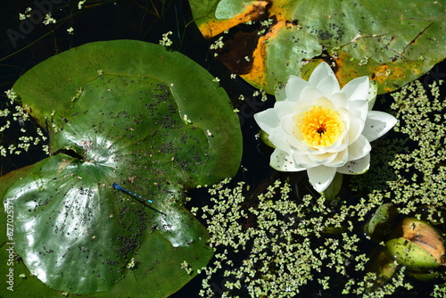 water lily in water with a blue damsel fly.