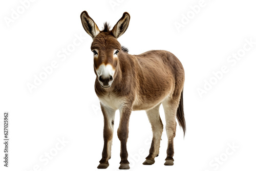 Tableau sur toile donkey isolated on white background