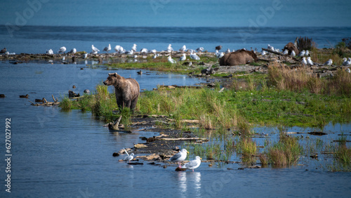 Grizzly bear, Brooks Camp, Katmai National Park, Alaska


