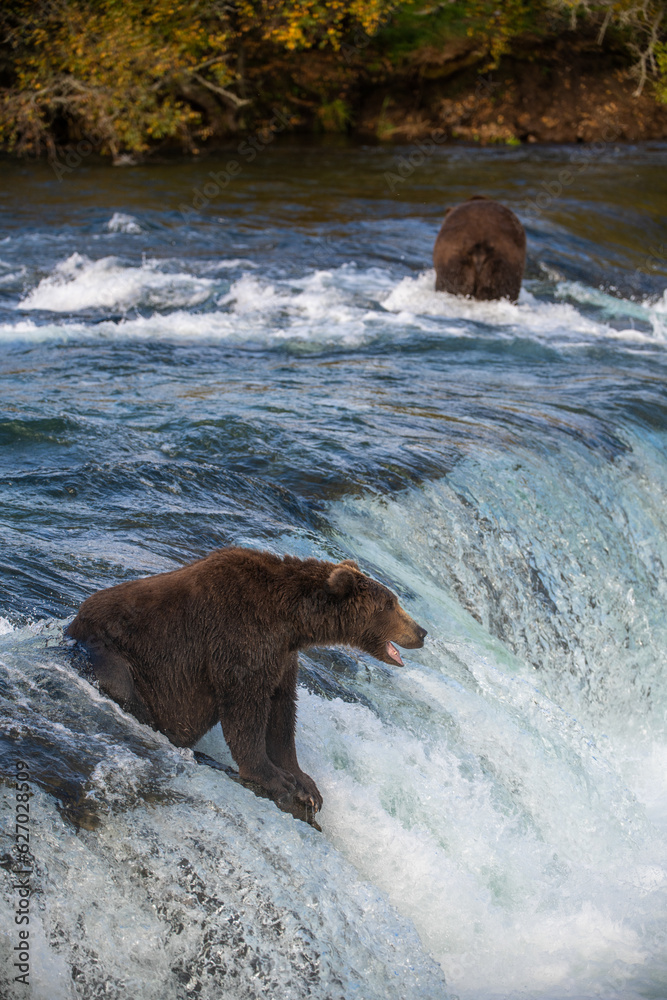Grizzly bear, Brooks Camp, Katmai National Park, Alaska
Grizzly bear, Brooks Camp, Katmai National Park, Alaska