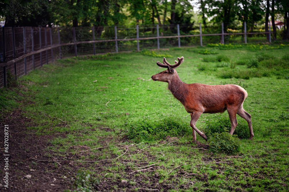 Young brown male deer with little horns walking on green grass in reserve aviary Young brown male deer with little horns walking on green grass in reserve aviary
