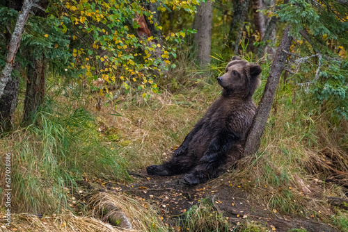 Grizzly bear, Brooks Camp, Katmai National Park, Alaska

 photo