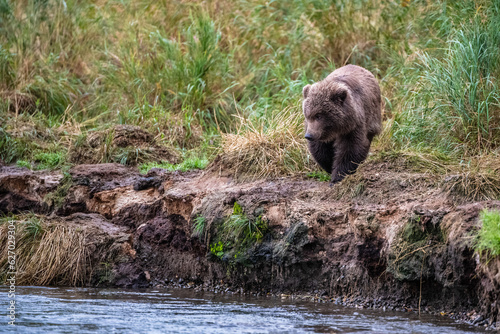 Grizzly bear, Brooks Camp, Katmai National Park, Alaska