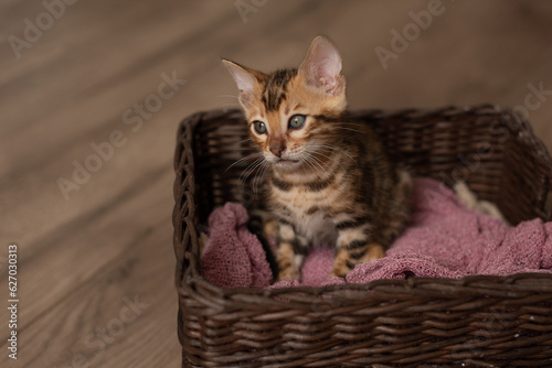 A cute Bengal cat sits in a wicker brown basket and looks at the camera with huge eyes. Pets © Ольга Апанасенко