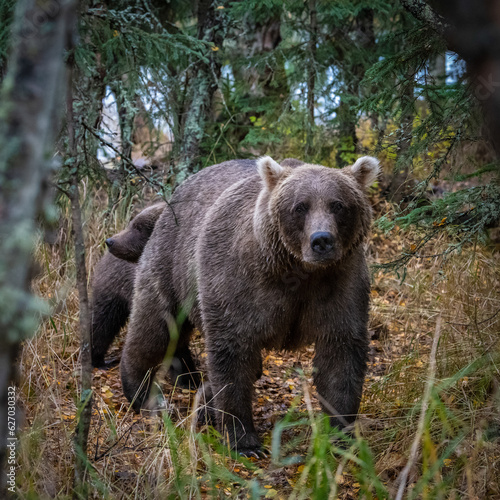 Grizzly bear, Brooks Camp, Katmai National Park, Alaska   © Sebastien Burel