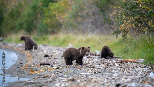 Grizzly bear, Brooks Camp, Katmai National Park, Alaska

 photo